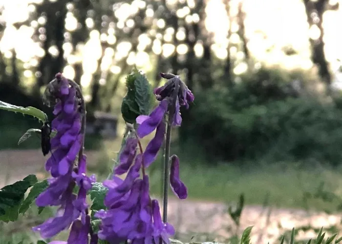 Casa Boutique Candeleda